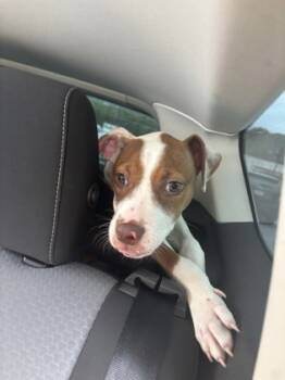 Rescue Mixed Breed Dogs for Adoption in Chamblee, Georgia - Pedakin -ADOPTED -PA | PetCurious