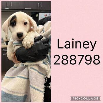 LAINEY -  Mixed Breed Dog for Adoption in Macon, Georgia - LAINEY | PetCurious
