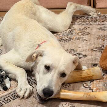 Princess -  Labrador Retriever Dog for Adoption in New York, New York - Princess | PetCurious