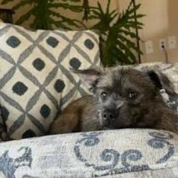 Missy -  Border Terrier and Shih Tzu Dog for Adoption in Minneapolis, Minnesota - Missy | PetCurious