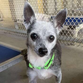 Rescue Chihuahua Dogs for Adoption in Klein, Texas - Madea | PetCurious