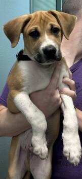 SEBASTIAN -  Mixed Breed Dog for Adoption in Newton, North Carolina - SEBASTIAN | PetCurious