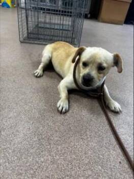 Newton -  Chihuahua and Mixed Breed Dog for Adoption in Balch Springs, Texas - Newton | PetCurious