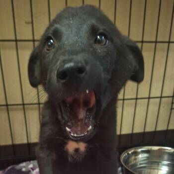 Damien -  Shepherd and Mixed Breed Dog for Adoption in Flagstaff, Arizona - Damien | PetCurious