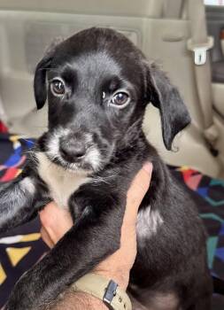 Pastelito -  Terrier Dog for Adoption in Jefferson, New Jersey - Pastelito | PetCurious