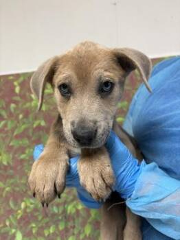 Shepherd and Mixed Breed Dogs Available for Adoption in San Antonio, Texas - Stella | PetCurious