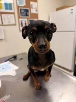 Miniature Pinscher Dogs Available for Adoption in Portland, Maine - Minnie | PetCurious