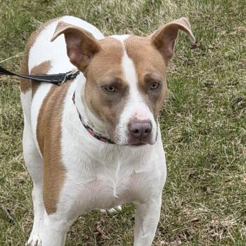 Pit Bull Terrier Dogs Available for Adoption in Libertyville, Illinois - Hazel | PetCurious