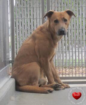 Mountain Cur Dogs Available for Adoption in Sidney, Ohio - Truffle Yrly 156 | PetCurious