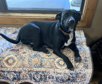 Rescue Australian Cattle Dog Blue Heeler and Black Labrador Retriever Dogs for Adoption in Jefferson, Texas - Lulu (Lucy) | PetCurious