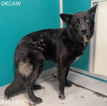 A451409 -  Australian Cattle Dog Blue Heeler and Australian Shepherd Dog for Adoption in Oklahoma City, Oklahoma - A451409 | PetCurious