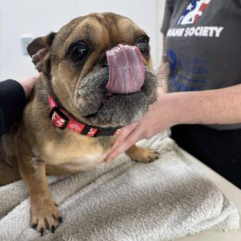 French Bulldog Dogs Available for Adoption - Twinkle Toes | PetCurious