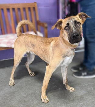 Rescue Shepherd Dogs for Adoption in North Prairie, Wisconsin - **REGGIE** | PetCurious