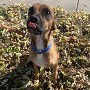 Black Mouth Cur Dogs Available for Adoption - Ruby | PetCurious