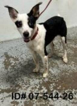Zazu -  Parson Russell Terrier and Mixed Breed Dog for Adoption in Largo, Florida - Zazu | PetCurious