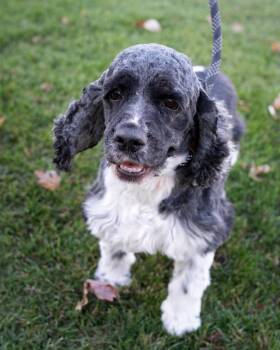 Chihuahua Dogs Available for Adoption - Ruby | PetCurious