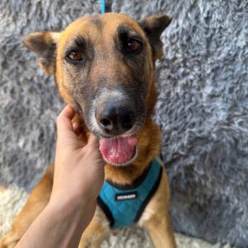 Rescue Shepherd and Mixed Breed Dogs for Adoption in San Diego, California - Lulu | PetCurious