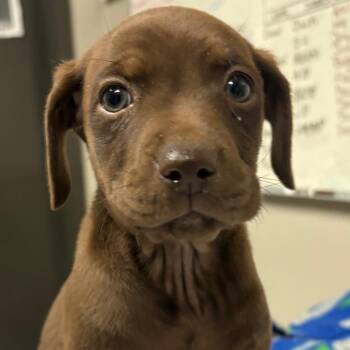 Spaniel and German Pinscher Dogs Available for Adoption - Precious | PetCurious