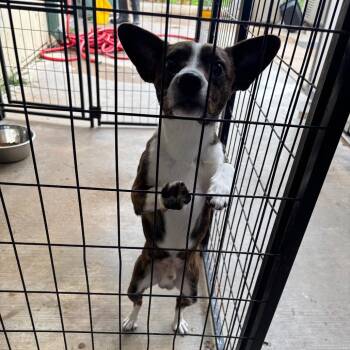 Chihuahua Dogs Available for Adoption in Lake Jackson, Texas - Tiger | PetCurious