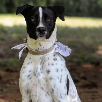Rescue German Shorthaired Pointer Dogs for Adoption in South Charleston, Ohio - Hunter | PetCurious