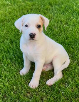 Jesse Lopez -  Great Pyrenees and Anatolian Shepherd Dog for Adoption in Kiowa, Oklahoma - Jesse Lopez | PetCurious