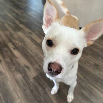 Moose 12-1313 -  Chihuahua and Terrier Dog for Adoption in Tyrone, Georgia - Moose 12-1313 | PetCurious