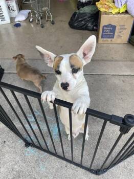 NASCAR -  Parson Russell Terrier and Mixed Breed Dog for Adoption in Killeen, Texas - NASCAR | PetCurious