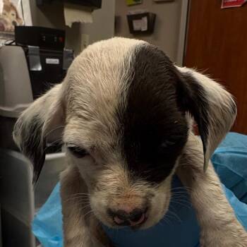 Mixed Breed Dogs Available for Adoption - Dexter | PetCurious