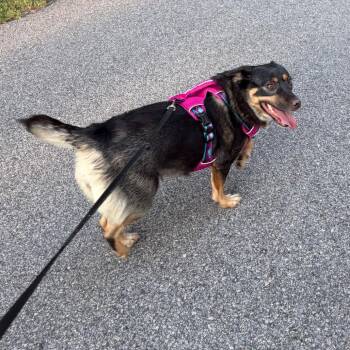 Shnookums -  Australian Cattle Dog Blue Heeler Dog for Adoption in Raleigh, North Carolina - Shnookums | PetCurious
