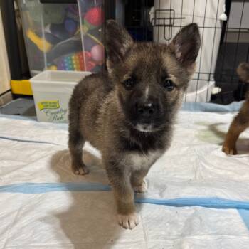 Rescue Mixed Breed Dogs for Adoption in Buffalo, Minnesota - Wish List | PetCurious