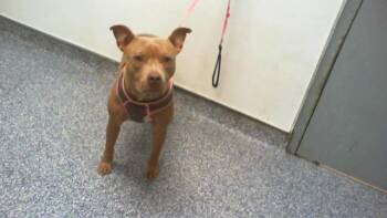 HAZEL -  Pit Bull Terrier Dog for Adoption in Charlotte, North Carolina - HAZEL | PetCurious
