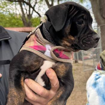 Pit Bull Terrier Dogs Available for Adoption in Northbrook, Illinois - Tornado | PetCurious