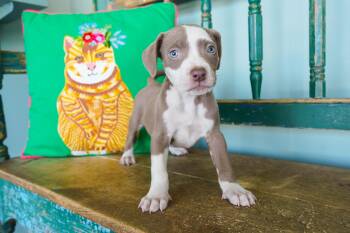 Gilmore -  Pit Bull Terrier and Weimaraner Dog for Adoption in San Antonio, Texas - Gilmore | PetCurious