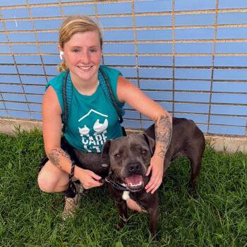 Zeffie -  Terrier Dog for Adoption in St. Louis, Missouri - Zeffie | PetCurious