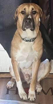 Rescue Cane Corso and Great Pyrenees Dogs for Adoption in Larkspur, Colorado - Rooster | PetCurious