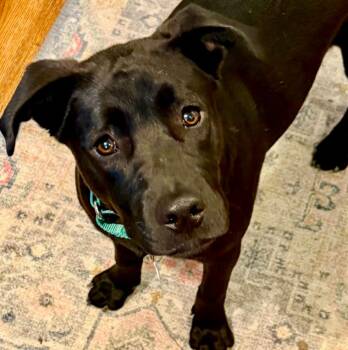 Labrador Retriever and Pit Bull Terrier Dogs Available for Adoption in Mead, Colorado - Lupin | PetCurious