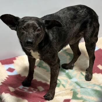 Larry -  Australian Cattle Dog Blue Heeler Dog for Adoption in Billings, Montana - Larry | PetCurious