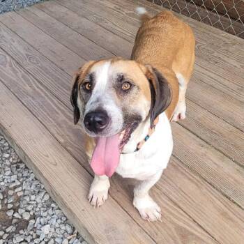 Dixie Belle -  Corgi and Beagle Dog for Adoption in Gainesboro, Tennessee - Dixie Belle | PetCurious
