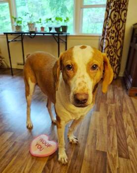Emerson-great family dog -  Hound Dog for Adoption in Rootstown, Ohio - Emerson-great Family Dog | PetCurious