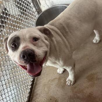 American Staffordshire Terrier Dogs Available for Adoption in Edinburg, Texas - Provolone | PetCurious