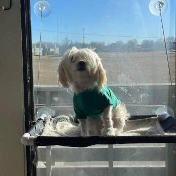 Chanel -  Havanese Dog for Adoption in Wichita, Kansas - Chanel | PetCurious