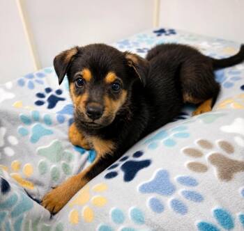 Butch -  Mixed Breed Dog for Adoption in Lindenhurst, New York - Butch | PetCurious