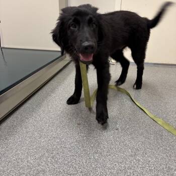 Flint -  Flat Coated Retriever Dog for Adoption in Batavia, Ohio - Flint | PetCurious