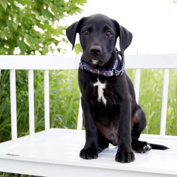 BBQ Litter - Brisket -  Mixed Breed Dog for Adoption in Savage, Minnesota - BBQ Litter - Brisket | PetCurious