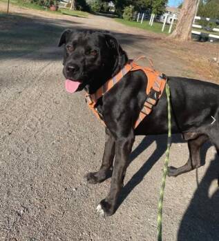 Rescue Black Labrador Retriever and Cane Corso Dogs for Adoption in Davis, California - Scooby | PetCurious