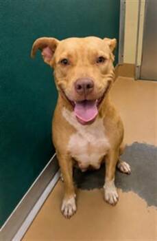 BASIL -  Pit Bull Terrier and Mixed Breed Dog for Adoption in Texas City, Texas - BASIL | PetCurious