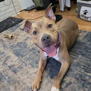 Kane -  Pit Bull Terrier Dog for Adoption in Atlanta, Georgia - Kane | PetCurious