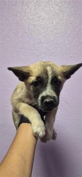 61524198 -  Siberian Husky and Mixed Breed Dog for Adoption in El Paso, Texas - 61524198 | PetCurious