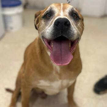 Rescue Boxer Dogs for Adoption in Cedarburg, Wisconsin - Scooby | PetCurious