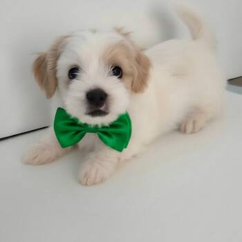 Brownie -  Shih Poo and Poodle Dog for Adoption in Phoenix, Arizona - Brownie | PetCurious
